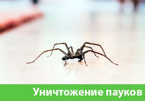 Избавиться от пауков в городе Орск