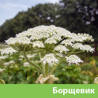 Борщевик в Орске