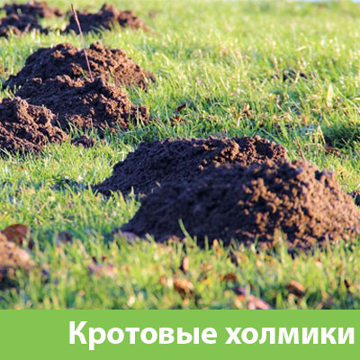 Кроты на участке в Орске