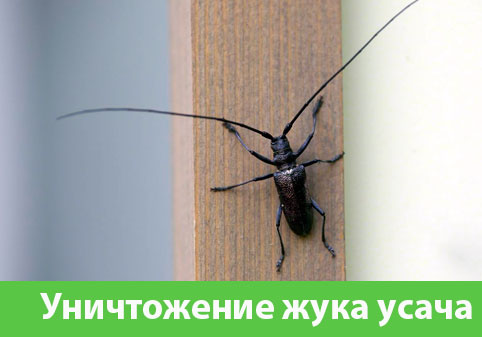 Обработка от жука усача в городе Орск