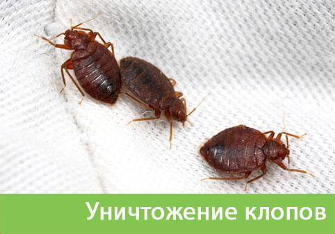 Уничтожение клопов в городе Орск