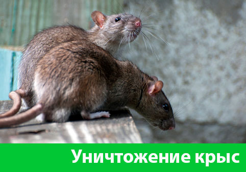 Уничтожение крыс в городе Орск