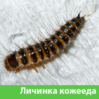 Личинка Кожееда в Орске
