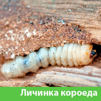 Уничтожение личинок короеда в Орске