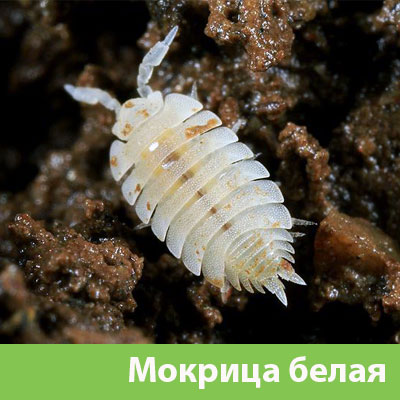 Мокрица в Орске фото