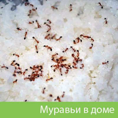 Муравьи в доме в Орске