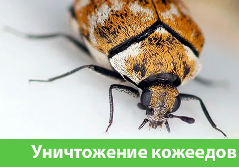 Обработка от кожееда в городе Орск 