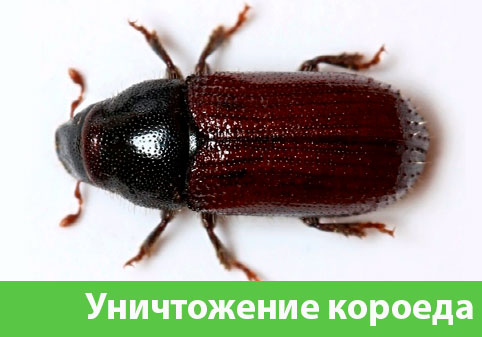 Обработка от короеда в городе Орск