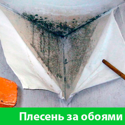 Удаление плесени в Орске