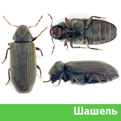 Обработка от шашеля в городе Орск