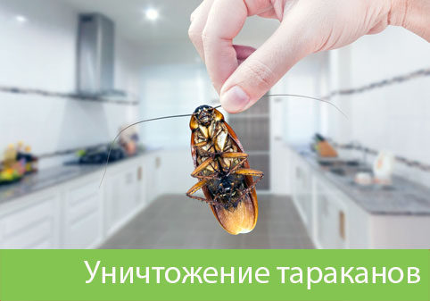 Уничтожение тараканов в городе Орск