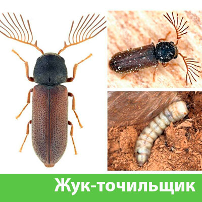 Уничтожение точильщика и личинок в Орске
