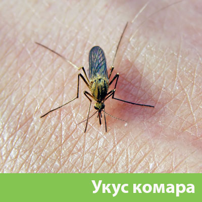 Укусы комаров в Орске