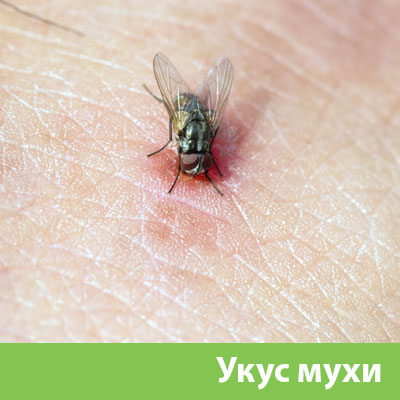 Уничтожение мух в Орске