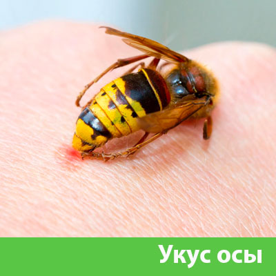 Профессиональное уничтожение ос и шершней в Орске