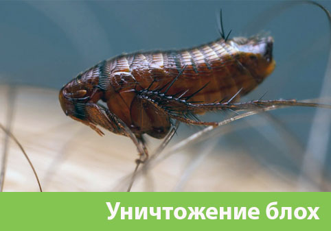 Уничтожение блох в городе Орск
