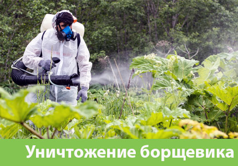 Уничтожение Борщевика в городе Орск