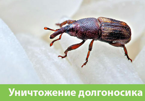 Уничтожение долгоносиков в городе Орск