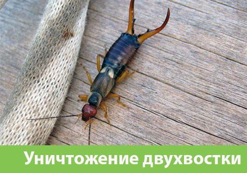 Уничтожение двухвостки в городе Орск
