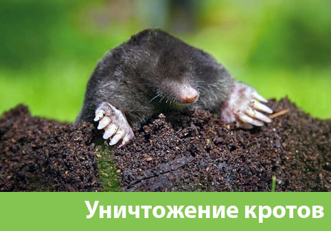 Уничтожение кротов в городе Орск