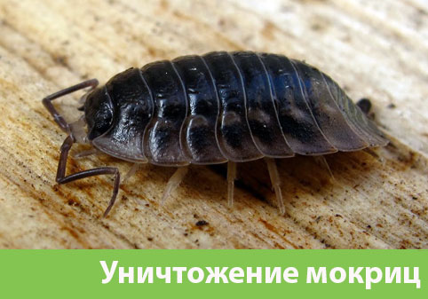 Мокрицы в квартире в городе Орск
