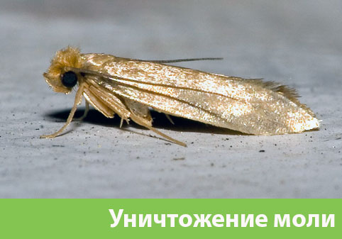 Уничтожение моли в городе Орск 