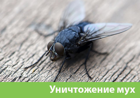 Уничтожение мух в городе Орск