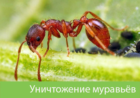 Уничтожение муравьёв в городе Орск