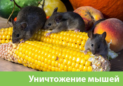 Уничтожение мышей в Орске