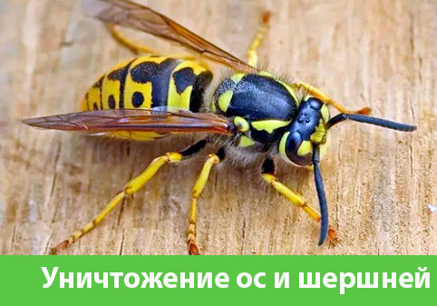 Уничтожение ос и шершней в городе Орск