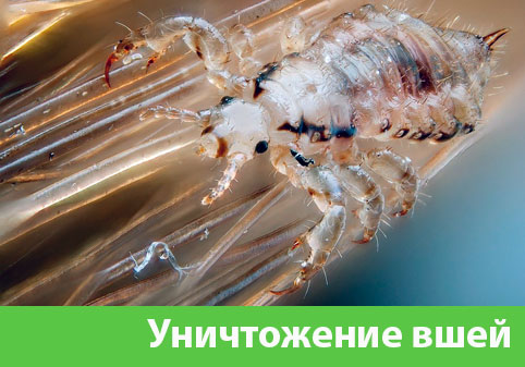 Уничтожение вшей в городе Орск